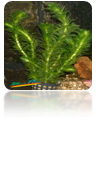 Elodea densa